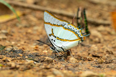 Close-up of butterfly on flower