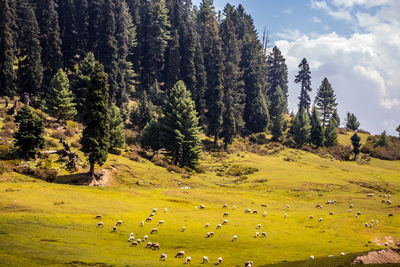 Butapathri meadow