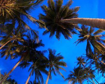 Low angle view of palm trees against blue sky