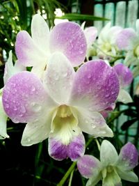 Close-up of wet purple flower