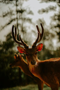 Close-up of deer on field