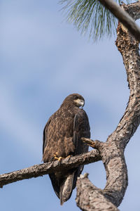 Low angle view of eagle perching on tree
