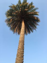 Low angle view of palm tree against blue sky