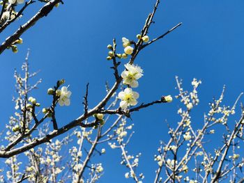 Low angle view of cherry blossom against blue sky