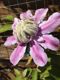 Close-up of flowers blooming outdoors