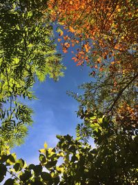 Low angle view of maple tree against blue sky