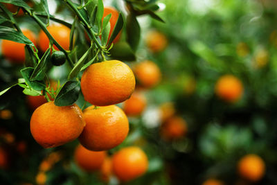 Close-up of orange fruits hanging on tree