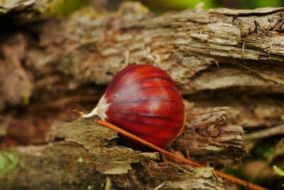 Close-up of snail on tree