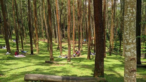 Pine forest in the camping area on the hill of mount manglayang