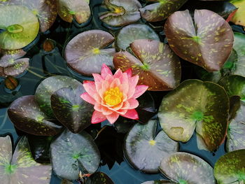 High angle view of lotus water lily blooming outdoors