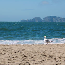 Seagulls on beach