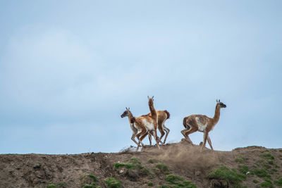 Llamas on field against sky