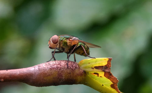 Close-up of insect on flower