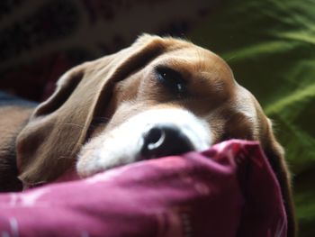 Close-up portrait of dog relaxing at home