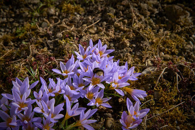 Close-up of purple flowering plants on field