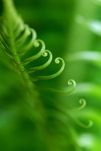 Close-up of raindrops on green leaf