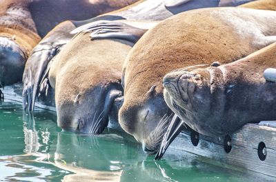 High angle view of sea lion swimming in water