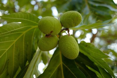 Low angle view of fruits on tree