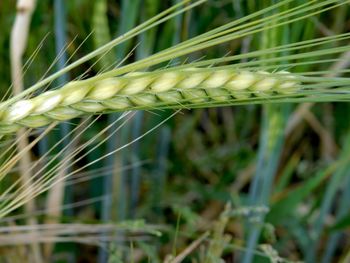 Close-up of crops growing on field