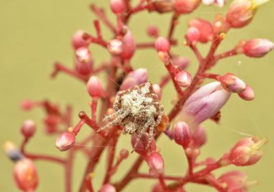 Close-up of pink flowering plant