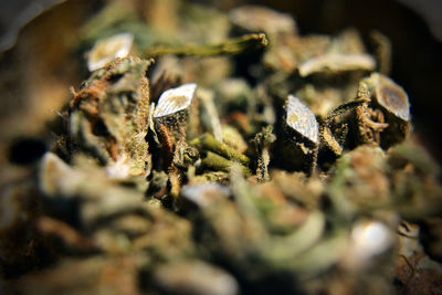 Close-up of cannabis