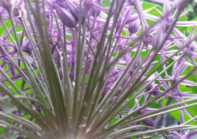 Close-up of purple flowering plant