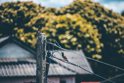 Close-up of bird perching on metal