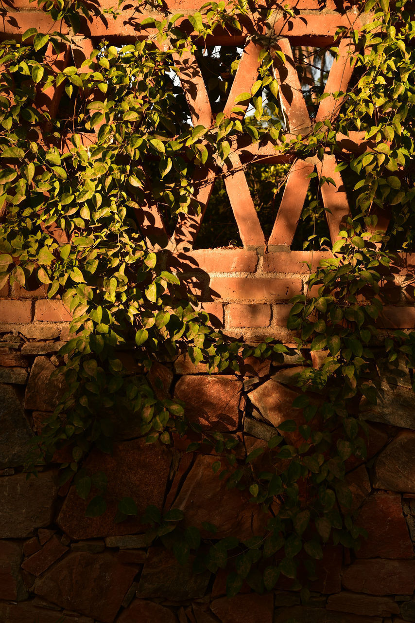 CLOSE-UP OF POTTED PLANTS ON WALL