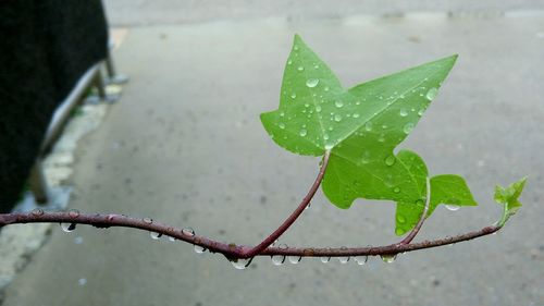 Close-up of water drops on leaf