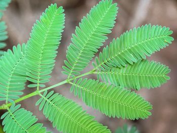 Close-up of fern leaves