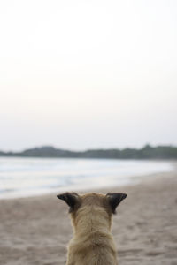 Close-up of dog on beach against clear sky