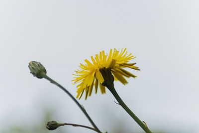 Close-up of yellow flower