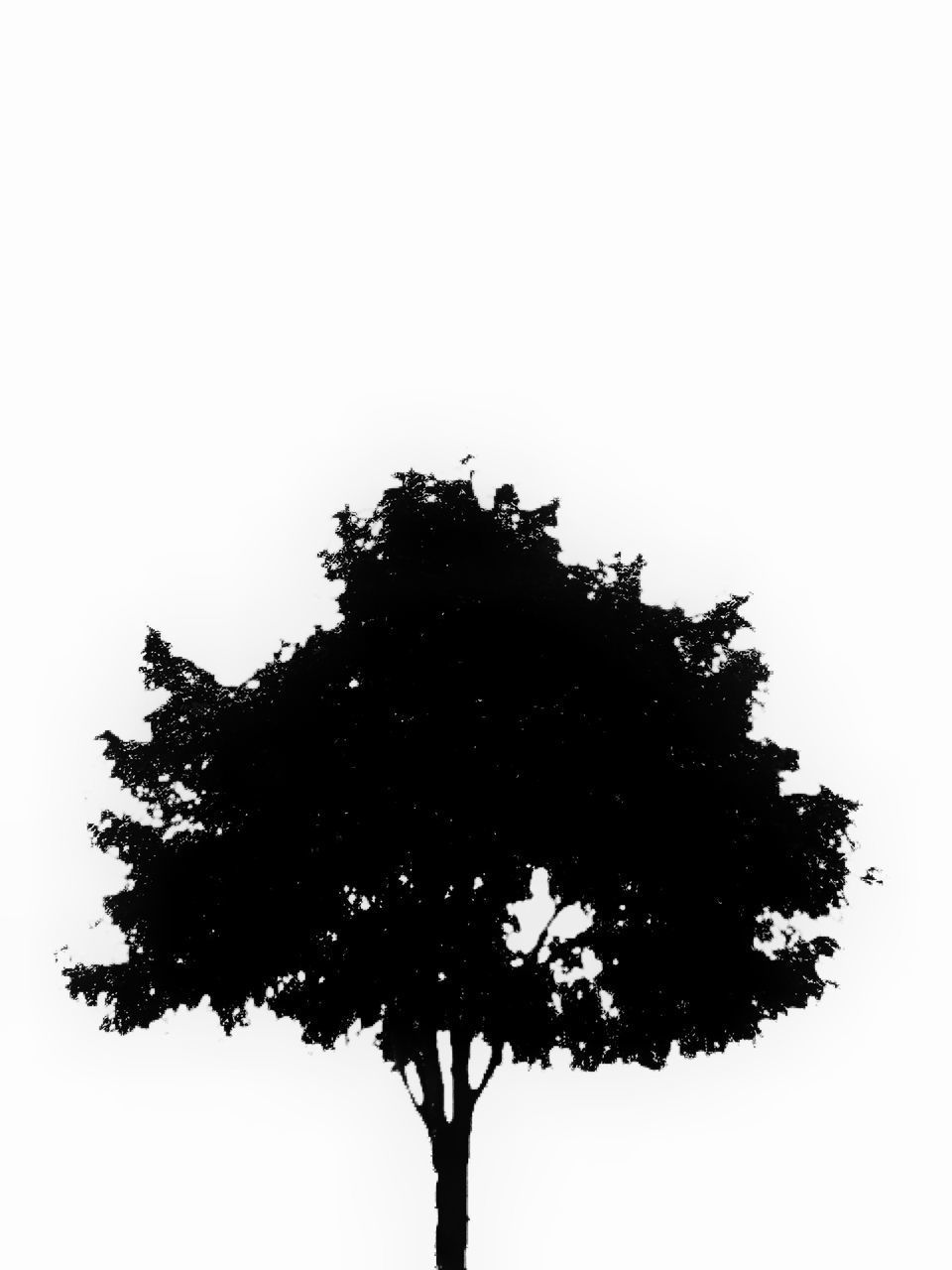 LOW ANGLE VIEW OF TREE AGAINST SKY