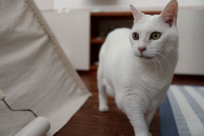 Portrait of white cat on table at home