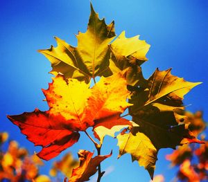 Close-up of maple leaves against clear blue sky