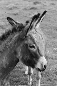 Close-up portrait of a horse on field