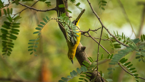 Close-up of bird perching on branch