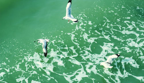 High angle view of a seagull flying in the sea