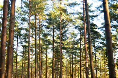 Low angle view of bamboo trees in forest