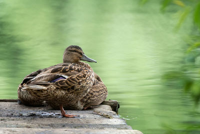 Bird perching on a lake