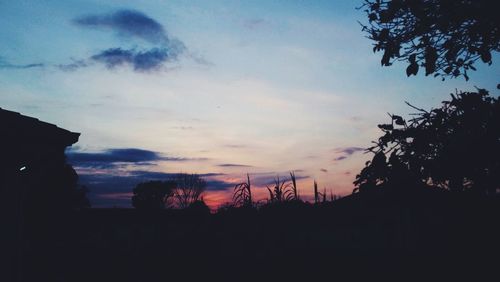 Silhouette of trees at sunset