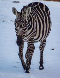 Zebra standing on field