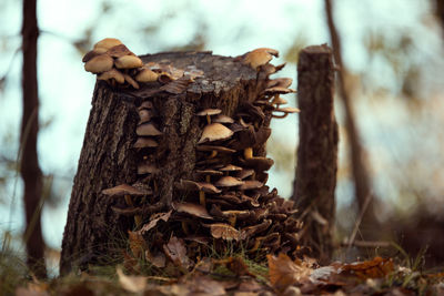 Close-up of mushroom on tree trunk