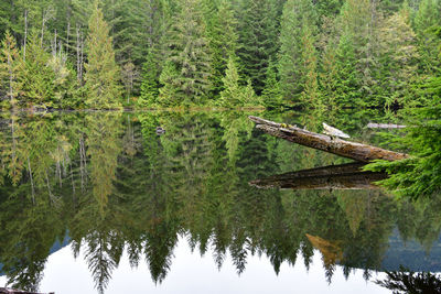 Scenic view of lake by trees in forest