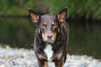 Portrait of dog sticking out tongue on land