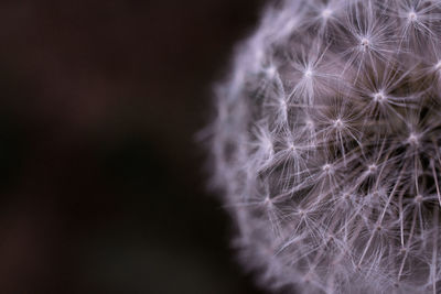 Close-up of dandelion