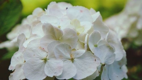 Close-up of white hydrangea flowers