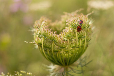 Close-up of insect on plant