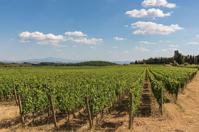 Scenic view of vineyard against sky