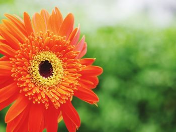 Close-up of orange daisy